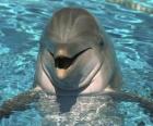 Friendly δελφίνι